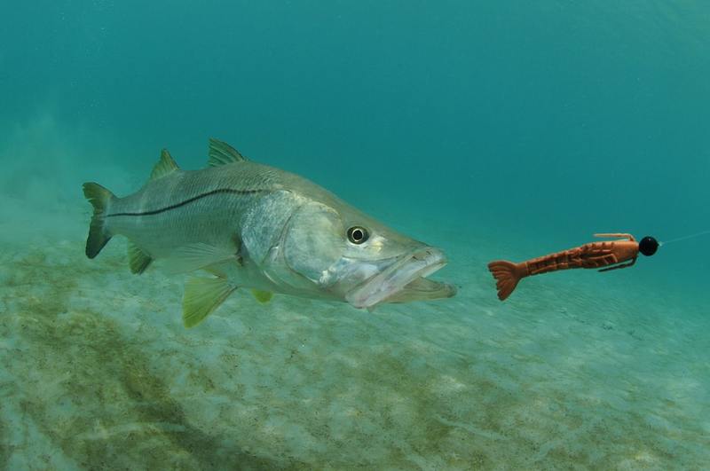 It’s Snook Season - Do You Have Your Blackfin Boat?